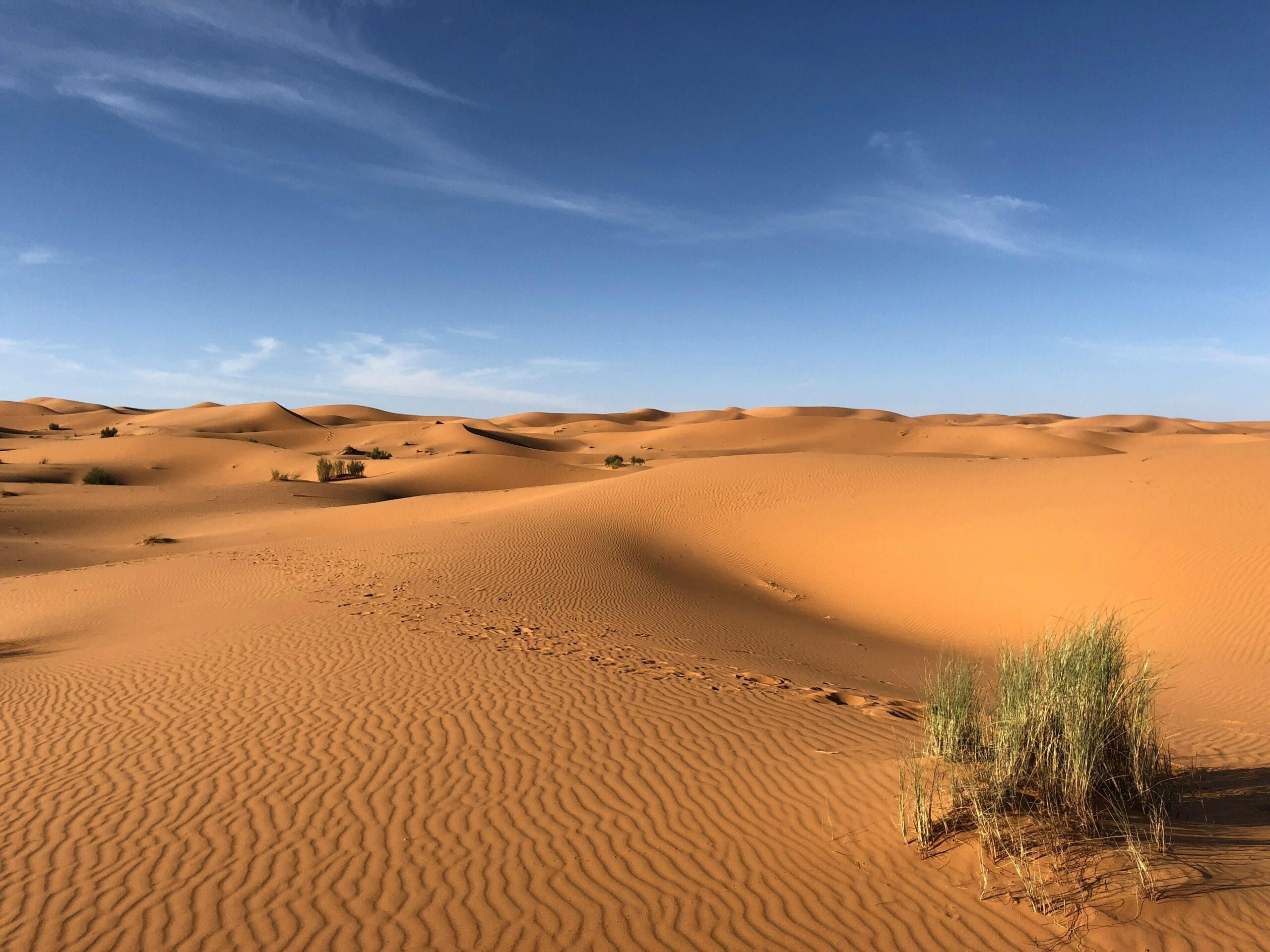 Golden sand dunes under a clear blue sky in Dubai's vast desert landscape, showcasing the serene beauty of the Arabian Desert. Al Marmoom Desert Conservation Reserve. Best dubai packages