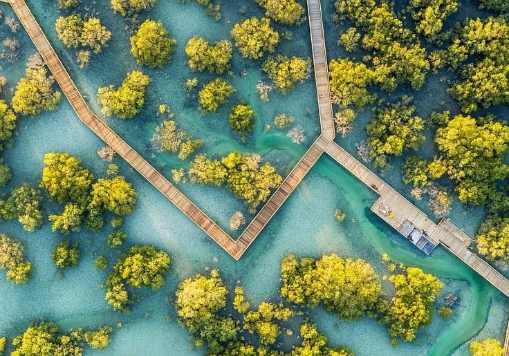  mangroves
