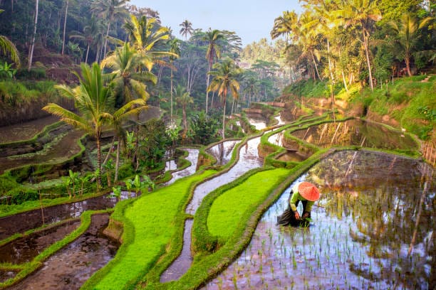 Traditional village in Northern Bali surrounded by lush nature